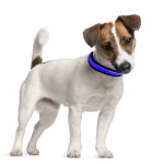 lightcollar_2_