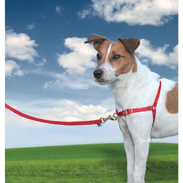 Easy walk postroj sales