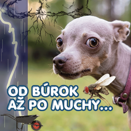 Od búrok až po muchy. Čoho sa slovenské psy naozaj boja?