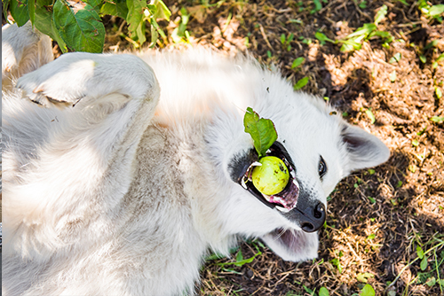 Môže rastlinná strava vyliečiť psie choroby?