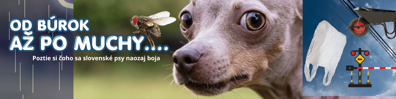 Čoho sa slovenské psy naozaj boja