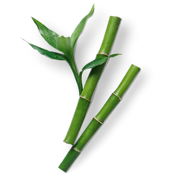 Bamboo