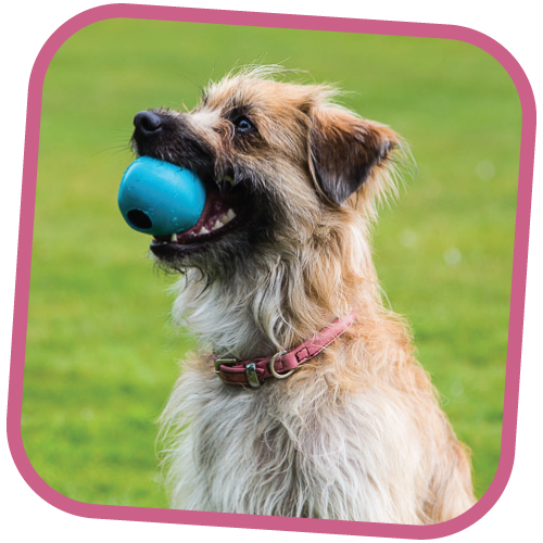 FETCH_BALL_SHOP_WEB_1